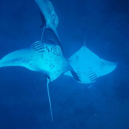 Mai Dive' Astrolabe Reef Resort Naqara Dış mekan fotoğraf