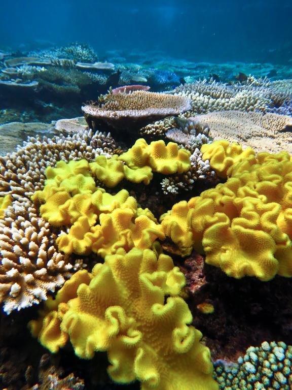 Mai Dive' Astrolabe Reef Resort Naqara Dış mekan fotoğraf