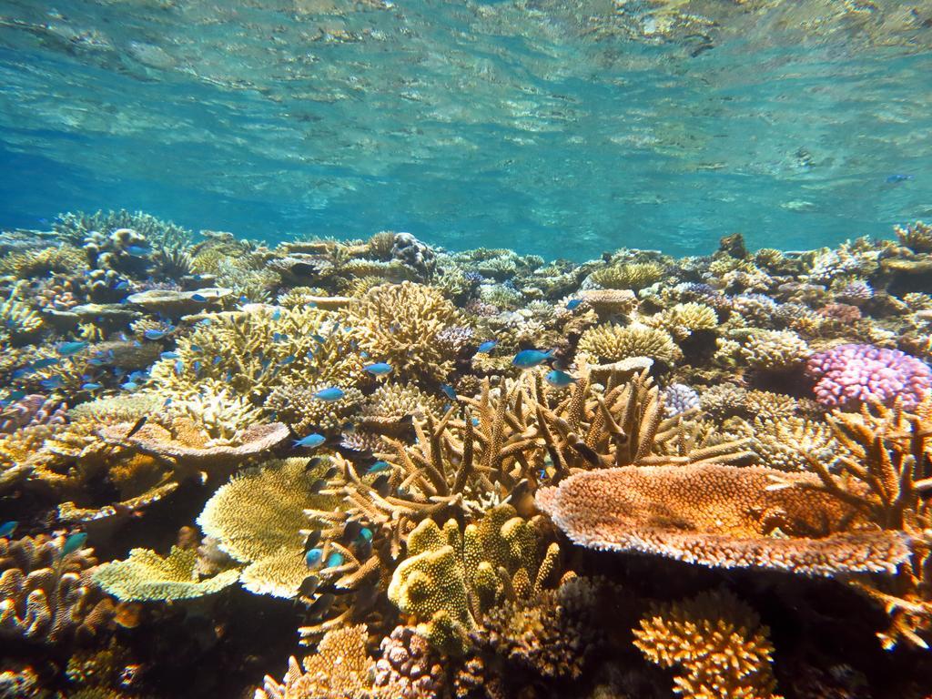 Mai Dive' Astrolabe Reef Resort Naqara Dış mekan fotoğraf