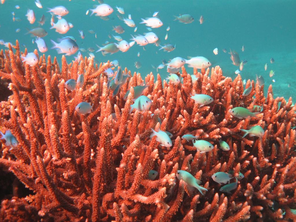 Mai Dive' Astrolabe Reef Resort Naqara Dış mekan fotoğraf