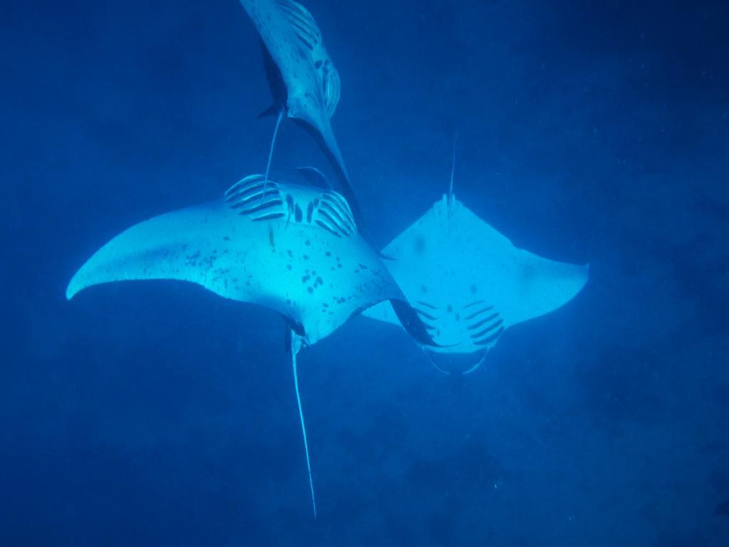 Mai Dive' Astrolabe Reef Resort Naqara Dış mekan fotoğraf