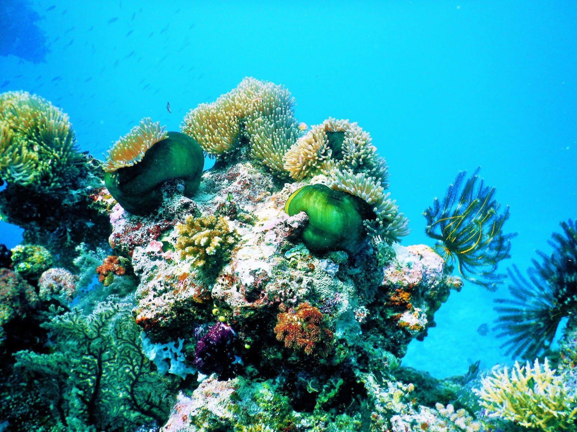 Mai Dive' Astrolabe Reef Resort Naqara Dış mekan fotoğraf
